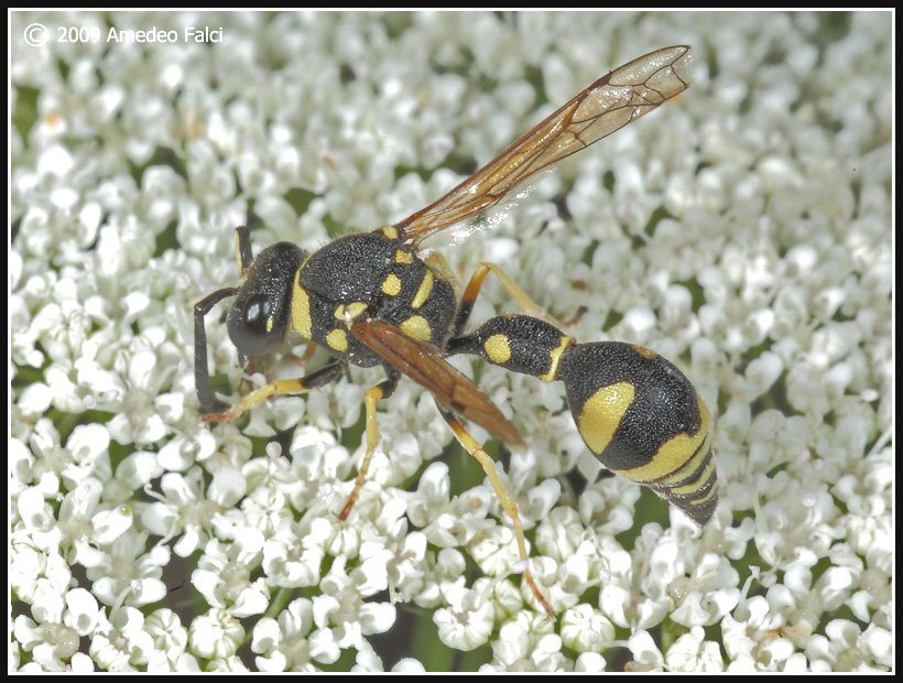 Dalla Sicilia Eumenes sp. (Vespidae Eumeninae)